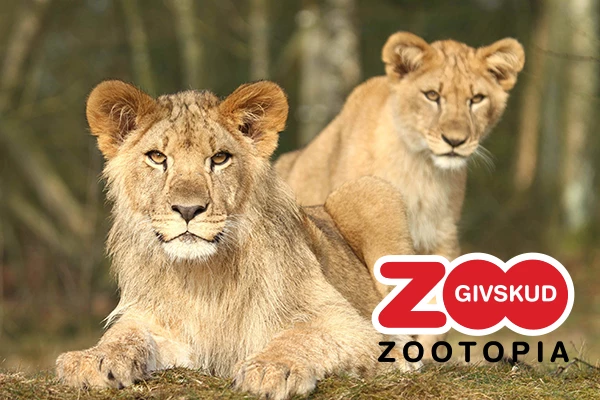 Umbraco hjemmeside og app-udvikling til Givskud Zoo